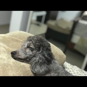 Meet your Posher, Ramon